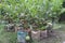 Guava Tree Grafted on pot in farm
