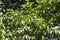 Guava Tree and Its Green Leaves in the Horticulture Garden