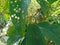 Guava tree leaves that are broken or perforated due to insects, caterpillars, or pests,