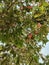 Guava trees grow thickly in the school yard