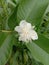 Guava white flower with leaves in indian