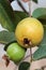 Guavas of varying degrees of ripeness on a tree.