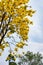 Guayacan or Handroanthus chrysanthus tree