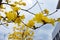 Guayacan or Handroanthus chrysanthus tree