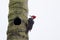 Guayaquil Woodpecker Female  843663