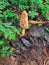 Guchi mushroom found in Himalayan ranges