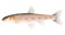 Gudgeon fish isolated illustration