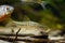 Gudgeon swim over twig driftwood, blurred bitterling, clever tiny freshwater wild caught and domesticated fish with barbels