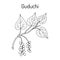 Guduchi Tinospora cordifolia , ayurvedic medicinal plant
