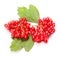 Guelder rose berry isolated