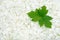 Guelder rose blossoms and leaves