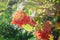 Guelder rose close. Red bush of guelder rose with berries. Autumn weather