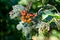 Guelder rose leaves damaged by pests