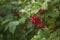 Guelder rose viburnum opulus berries and leaves in the summer outdoors. Red viburnum berries on a branch in the garden