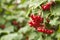 Guelder rose viburnum opulus berries and leaves in the summer outdoors. Red viburnum berries on a branch in the garden