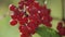 Guelder rose , Viburnum opulus, ripe red berries closeup