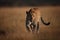 a guepard walking silently on the african grasslands at sunset