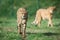 A Guepard walks on the meadow