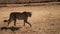 Guepard is on the wild winter savannah of Africa. Wild animals in nature