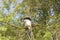 A Guereza Colobus in a tree