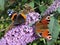 Guernsey butterflies peacock and red admiral together