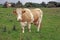 Guernsey Cow