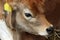 Guernsey cow calf in a barn