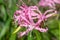 Guernsey lily nerine bowdenii