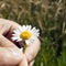 Guessing on a camomile