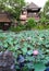 Guest house with lotus pond