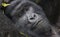 Guhonda Silverback Gorilla full size Portrait