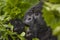 Guhonda Silverback Gorilla Portrait