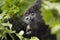 Guhonda Silverback Gorilla Portrait