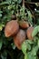 Guiana nut fruit
