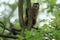 Guianan brown capuchin