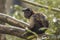 Guianan Brown Capuchin looking at camera