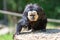 Guianan saki sits on a tree stump