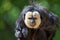 Guianan saki sits on a tree stump