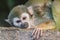 Guianan squirrel monkey