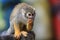 Guianan Squirrel Monkey eating in urban park