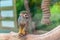 Guianan squirrel monkey saimiri on a bare tree trunk among the greenery