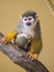 A Guianan squirrel monkey sitting on a branch