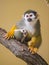 A Guianan squirrel monkey sitting on a branch