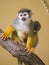 A Guianan squirrel monkey sitting on a branch