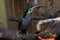 Guianan toucanet male perched on a limb in a bird cage