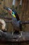 Guianan toucanet male perched on a limb in a bird cage