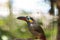 Guianan toucanet Selenidera piperivora