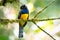 A Guianan Trogon Trogon violaceus in rain forest.