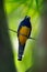 Guianan Trogon, Trogon violaceus, yellow and dark blue exotic tropic brid sitting on thin branch in the forest, Brazil