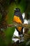 Guianan Trogon, Trogon violaceus, yellow and dark blue exotic tropic brid sitting on thin branch in the forest, Costa Rica